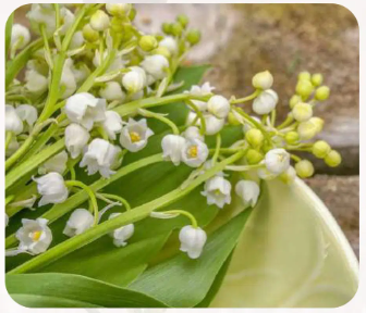 Muguet carbinol